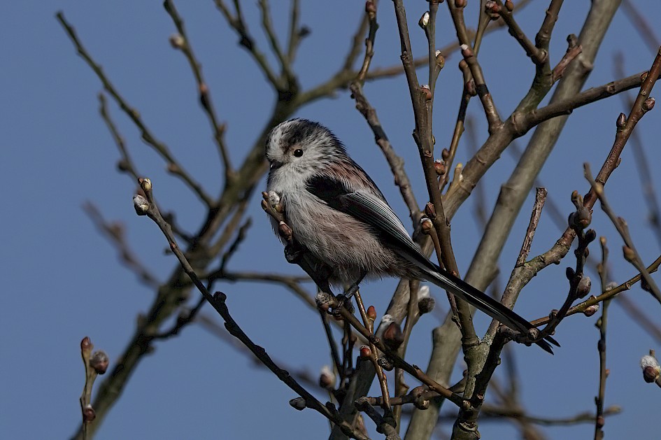 Long-tailed Tit, 1/1250 sec, f/5.6, ISO 100, 220 mm