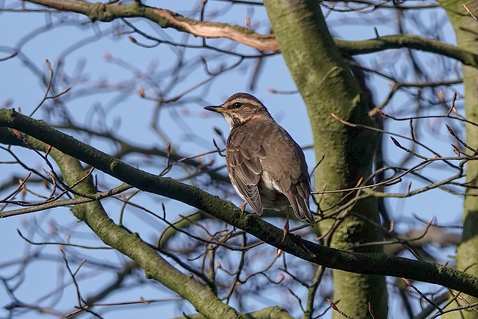 Redwing, 1/500 sec, f/5.6, ISO 160, 220 mm