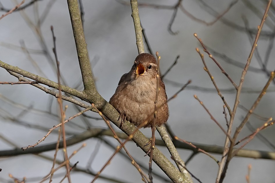 Wren, 1/500 sec, f/5.6, ISO 250, 220 mm