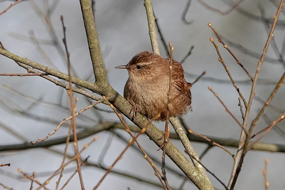 Wren, 1/500 sec, f/5.6, ISO 250, 220 mm