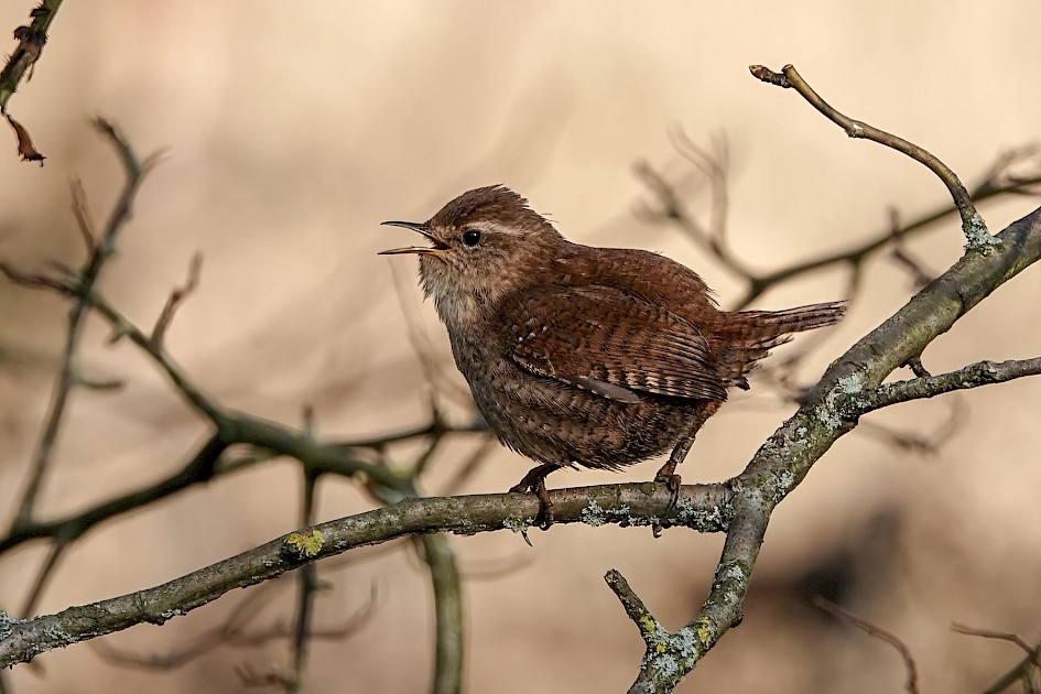 Wren, 1/500 sec, f/5.6, ISO 200, 220 mm