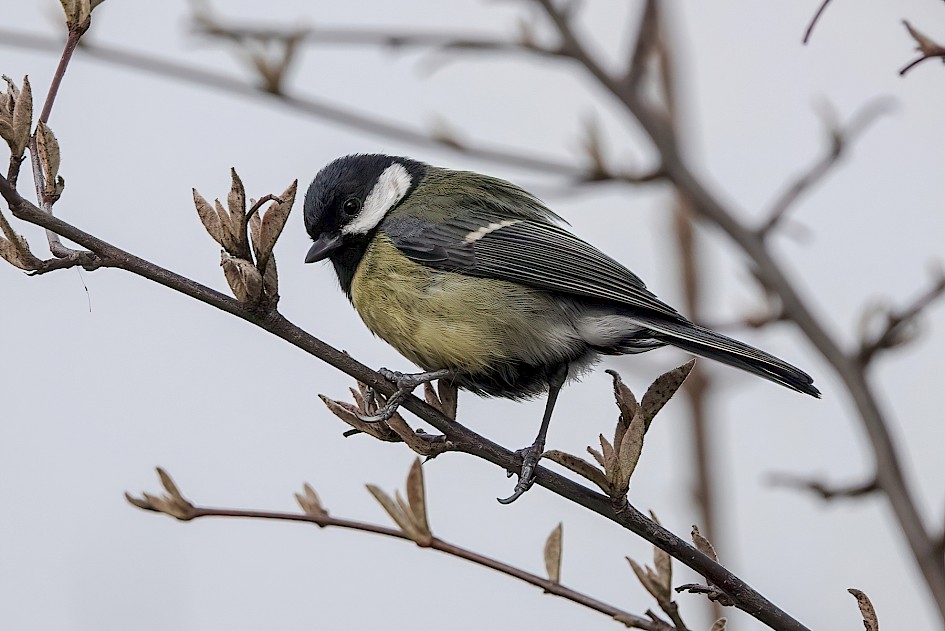 Great Tit, 1/500 sec, f/5.6, ISO 200, 220 mm