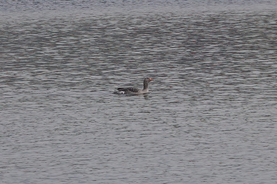 Greylag Goose, 1/500 sec, f/5.6, ISO 160, 220 mm