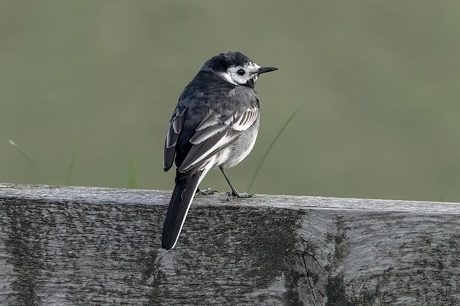 Pied Wagtail, 1/500 sec, f/5.6, ISO 640, 220 mm