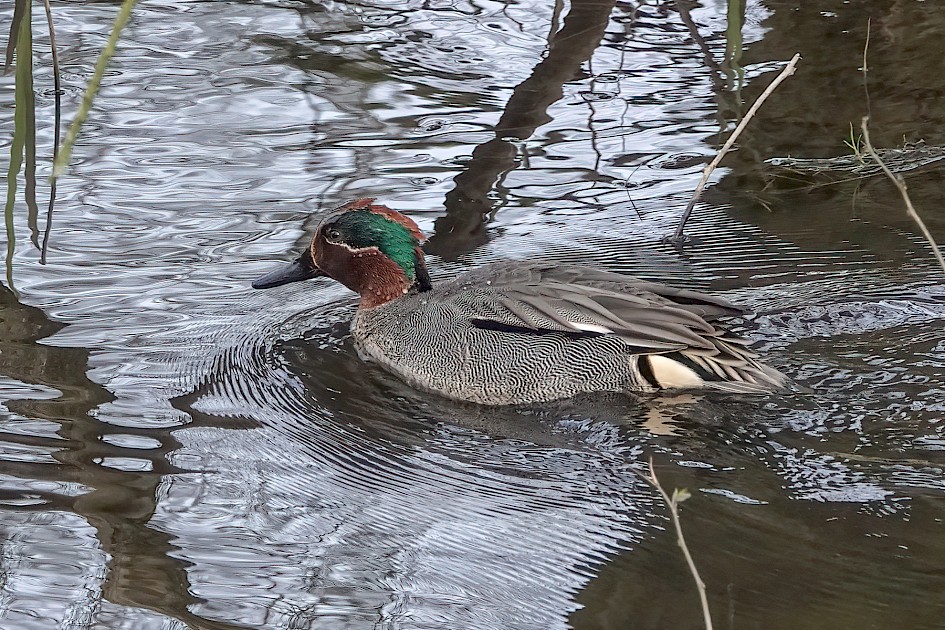 Teal, 1/500 sec, f/5.6, ISO 1000, 220 mm