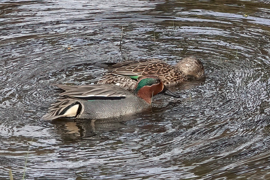 Teal, 1/500 sec, f/5.6, ISO 1000, 220 mm