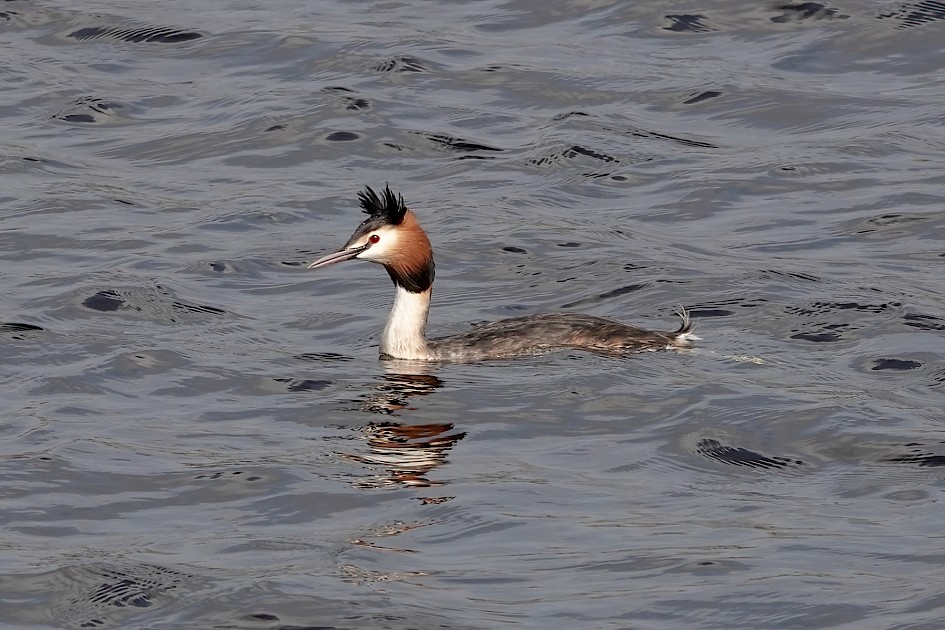 Great Crested Grebe, 1/500 sec, f/5.6, ISO 125, 183.43 mm
