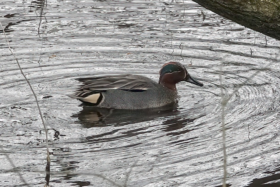 Teal, 1/500 sec, f/5.6, ISO 1600, 220 mm