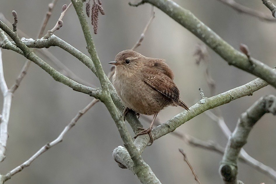 Wren, 1/500 sec, f/5.6, ISO 1600, 220 mm