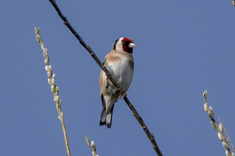 Goldfinch, 1/500 sec, f/5.6, ISO 100, 220 mm