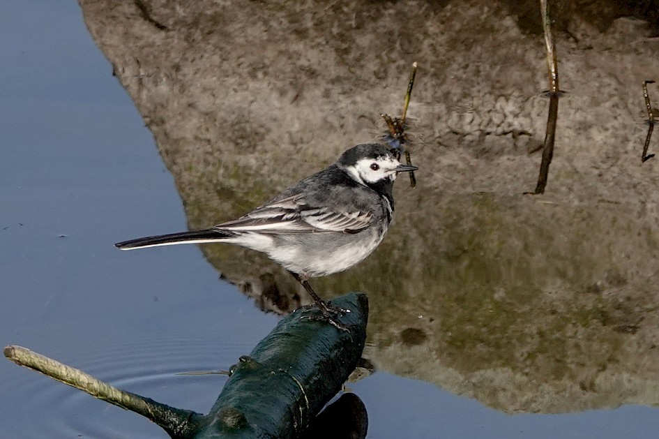 Pied Wagtail, 1/500 sec, f/5.6, ISO 250, 220 mm