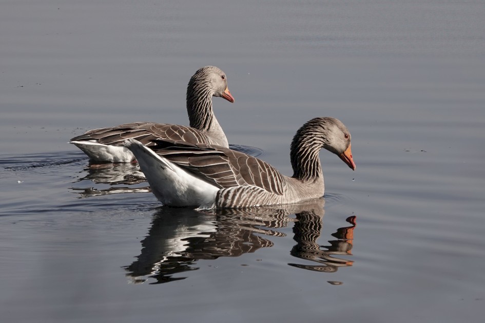 Greylag Geese, 1/500 sec, f/5.6, ISO 100, 180.69 mm