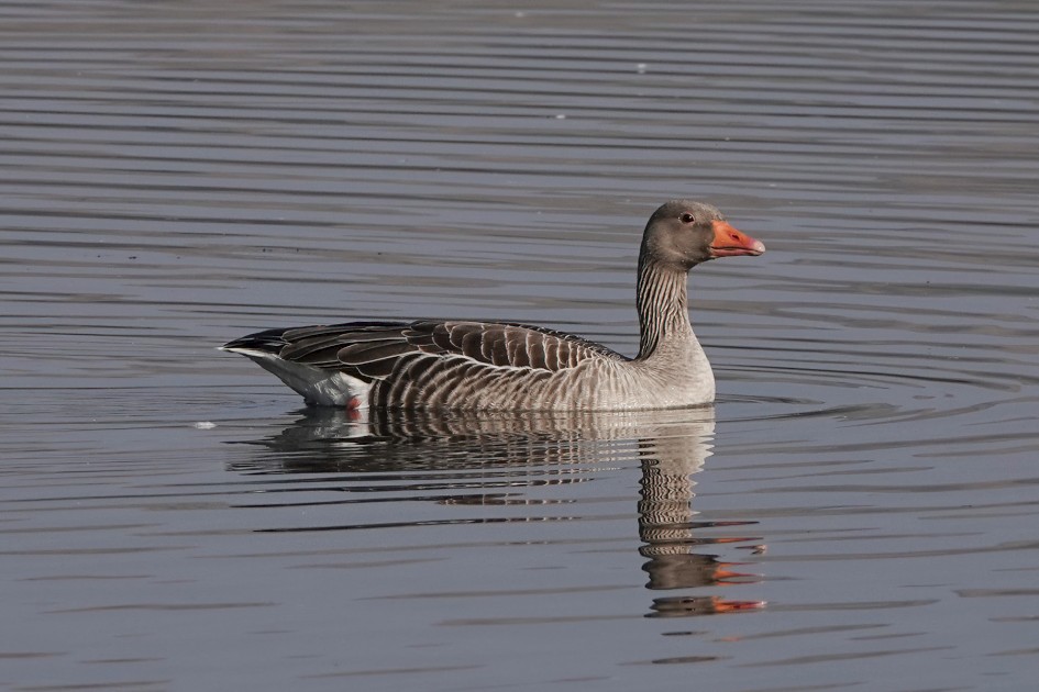 Greylag Goose, 1/1000 sec, f/5.6, ISO 100, 220 mm
