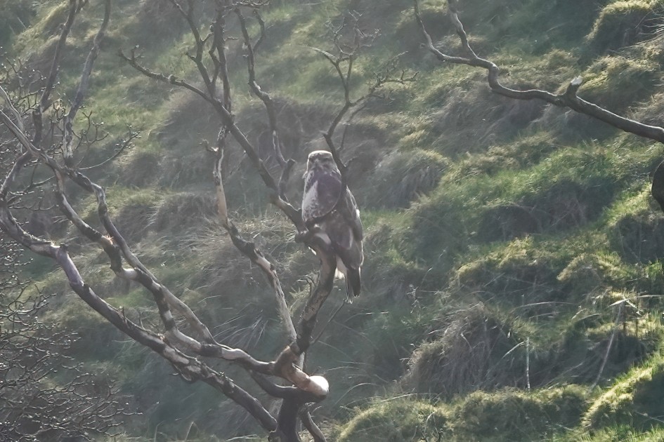 Buzzard, 1/500 sec, f/5.6, ISO 160, 220 mm
