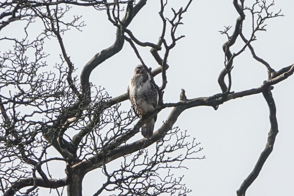Buzzard , 1/640 sec, f/5.6, ISO 100, 220 mm