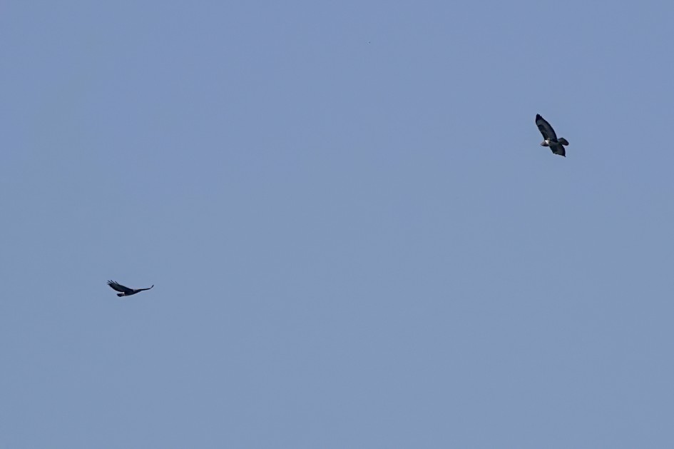 Buzzards, 1/1250 sec, f/5.6, ISO 100, 220 mm