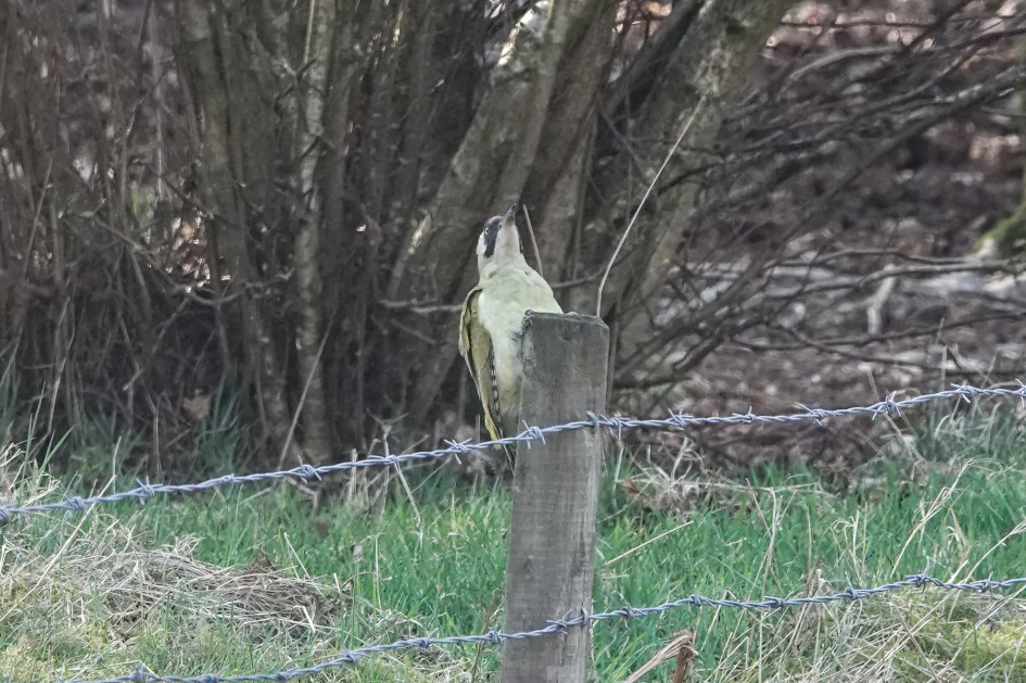 Green Woodpecker, 1/500 sec, f/5.6, ISO 400, 220 mm