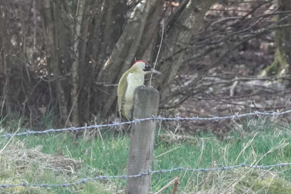 Green Woodpecker , 1/500 sec, f/5.6, ISO 800, 220 mm