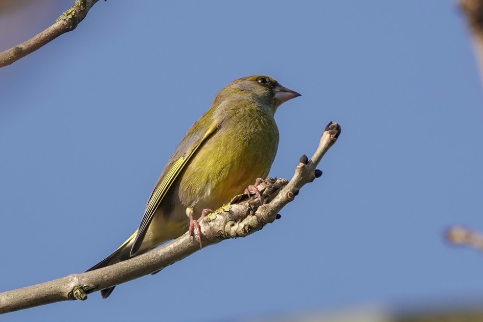 Greenfinch , 1/500 sec, f/5.6, ISO 160, 220 mm