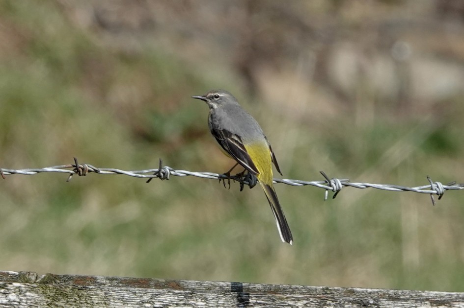 Grey Wagtail, 1/500 sec, f/5.6, ISO 125, 220 mm