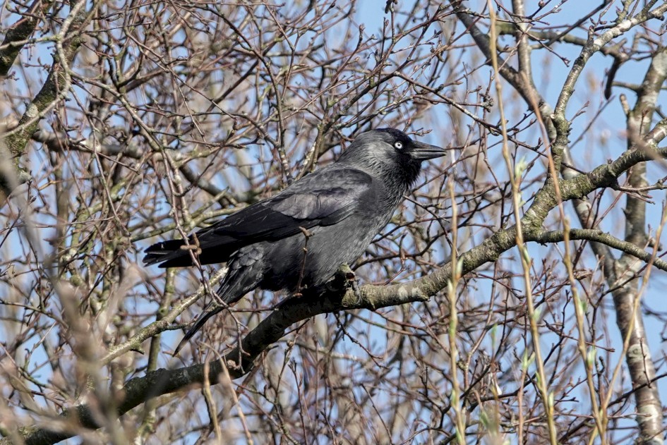 Jackdaw, 1/500 sec, f/5.6, ISO 200, 220 mm