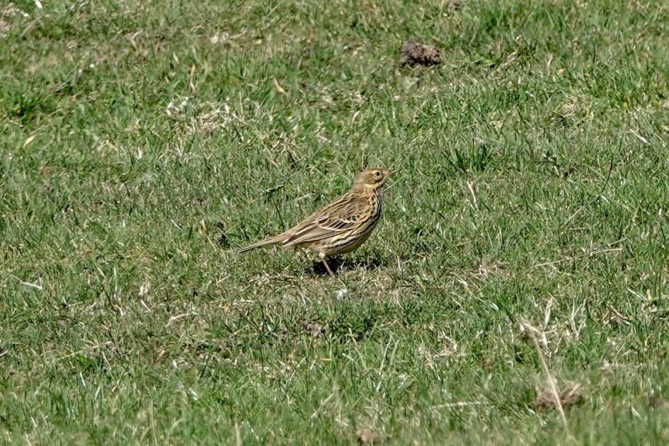 Meadow Pipit, 1/500 sec, f/5.6, ISO 160, 220 mm