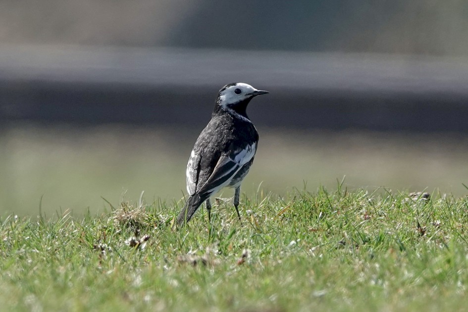 Pied Wagtail, 1/500 sec, f/5.6, ISO 125, 220 mm