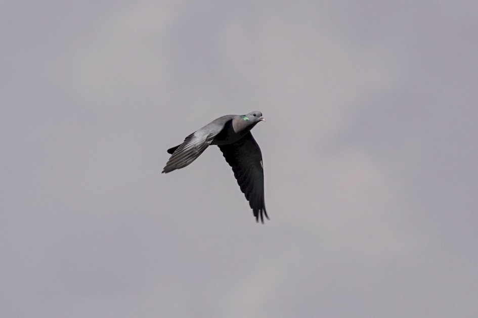 Stock Dove, 1/1000 sec, f/5.6, ISO 100, 216.73 mm