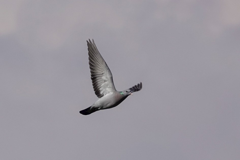 Stock Dove , 1/1000 sec, f/5.6, ISO 100, 216.73 mm