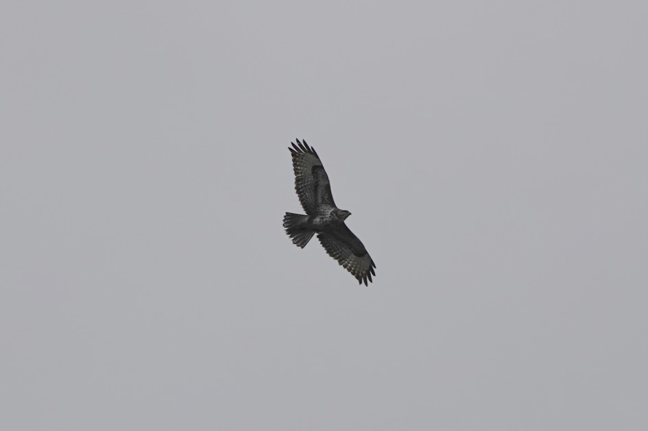 Buzzard, 1/1250 sec, f/5.6, ISO 100, 220 mm