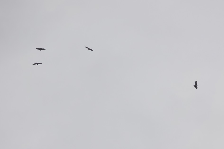 Buzzards, 1/640 sec, f/5.6, ISO 100, 220 mm