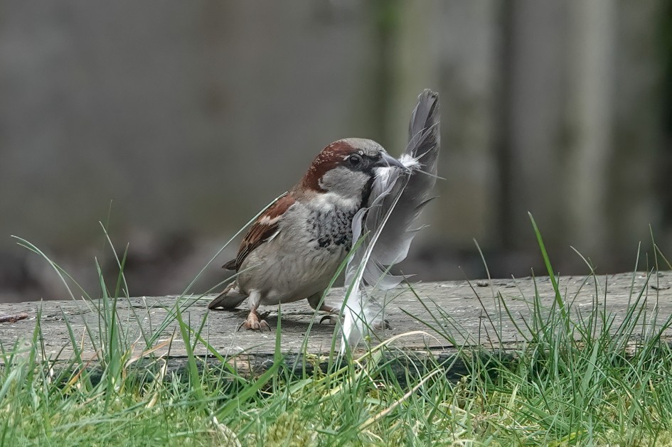 House Sparrow, 1/500 sec, f/5.6, ISO 500, 220 mm