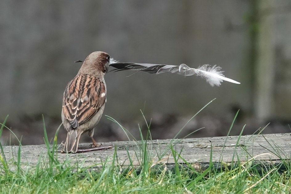 House Sparrow , 1/500 sec, f/5.6, ISO 500, 220 mm