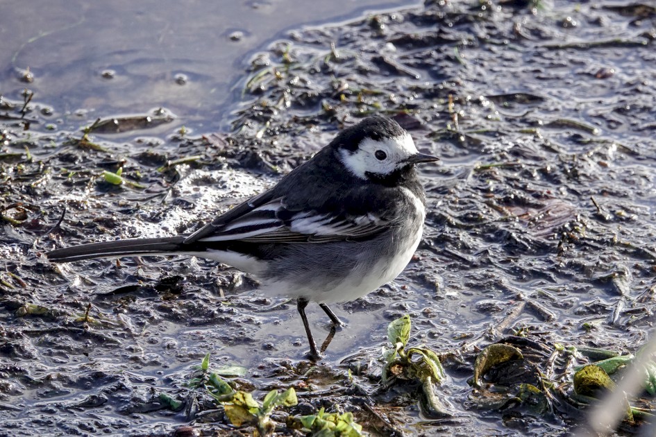 Pied Wagtail, 1/500 sec, f/5.6, ISO 500, 220 mm