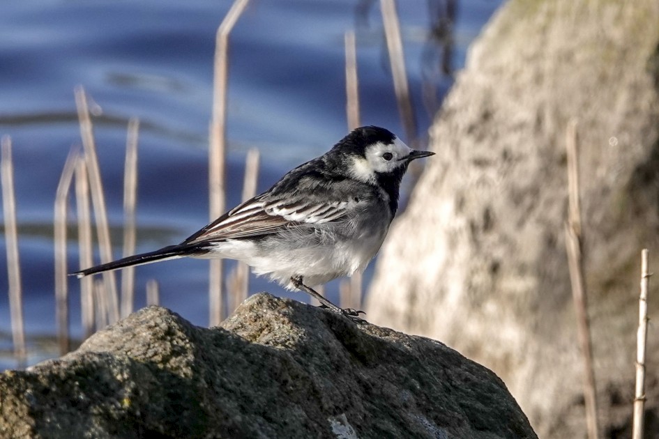 Pied Wagtail , 1/500 sec, f/5.6, ISO 125, 220 mm