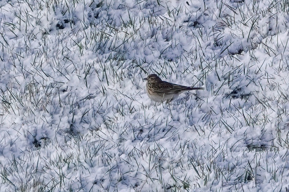 Skylark, 1/500 sec, f/5.6, ISO 100, 220 mm