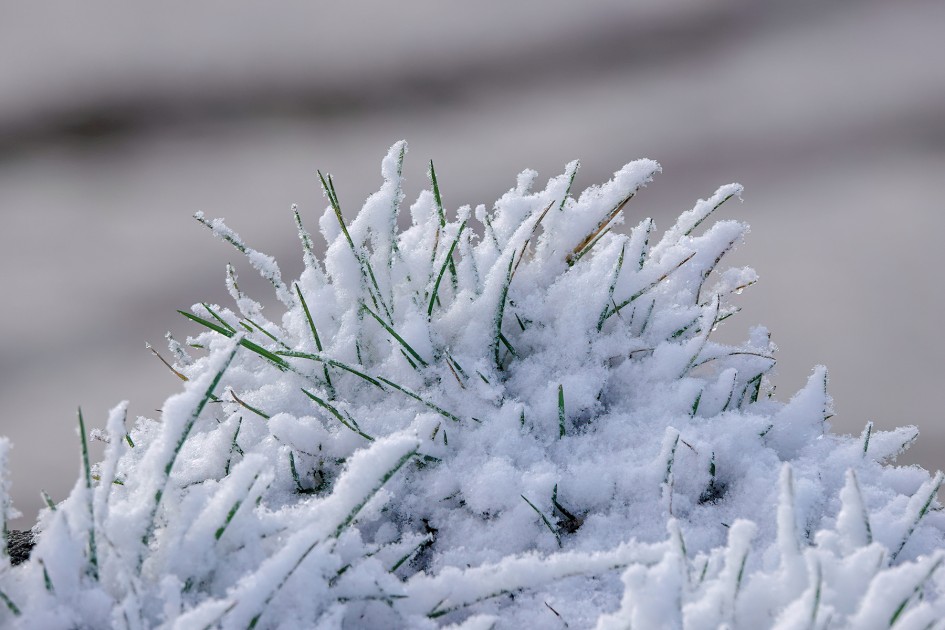 Snow, 1/500 sec, f/5.6, ISO 200, 220 mm