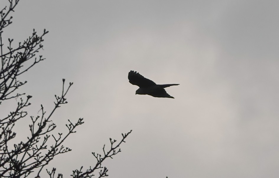 Sparrowhawk, 1/2500 sec, f/5.6, ISO 100, 220 mm