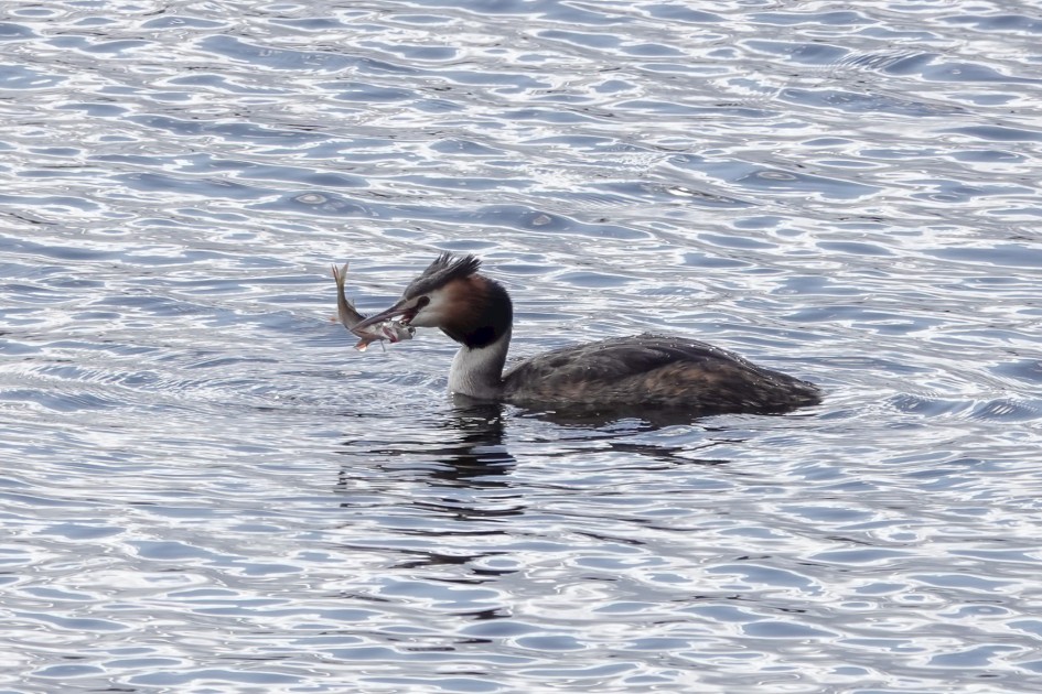Great Crested Grebe, 1/500 sec, f/5.6, ISO 160, 219.76 mm