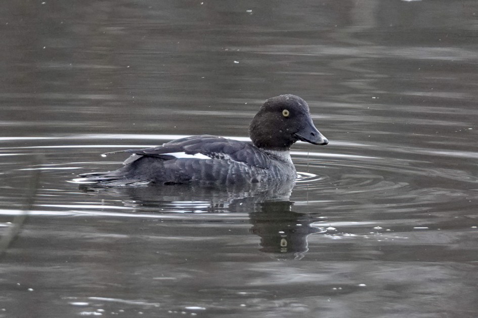 Goldeneye , 1/500 sec, f/5.6, ISO 1250, 220 mm