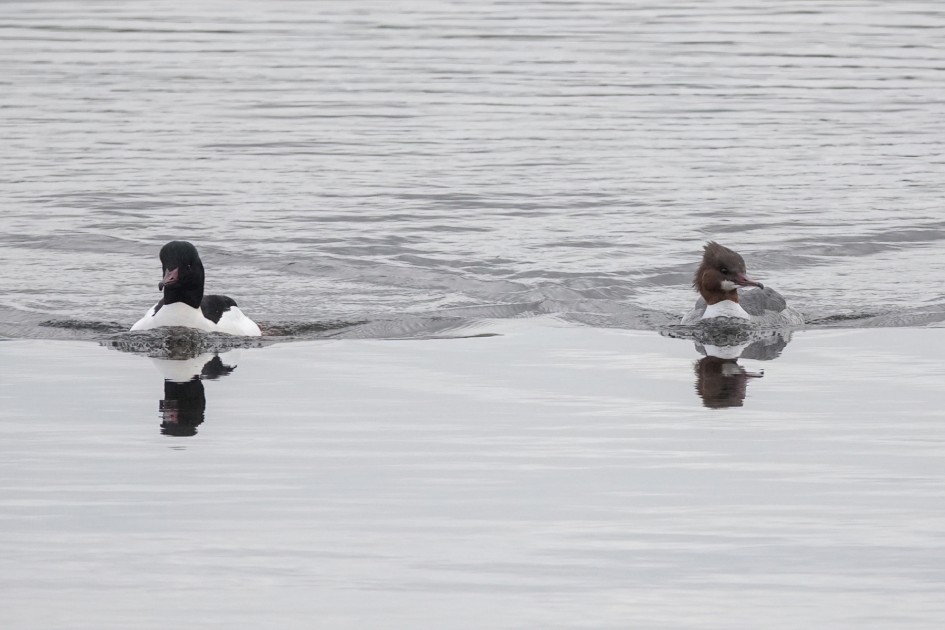 Goosander, 1/500 sec, f/5.6, ISO 500, 220 mm