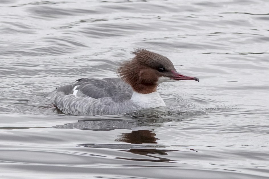 Goosander Female, 1/500 sec, f/5.6, ISO 1000, 220 mm