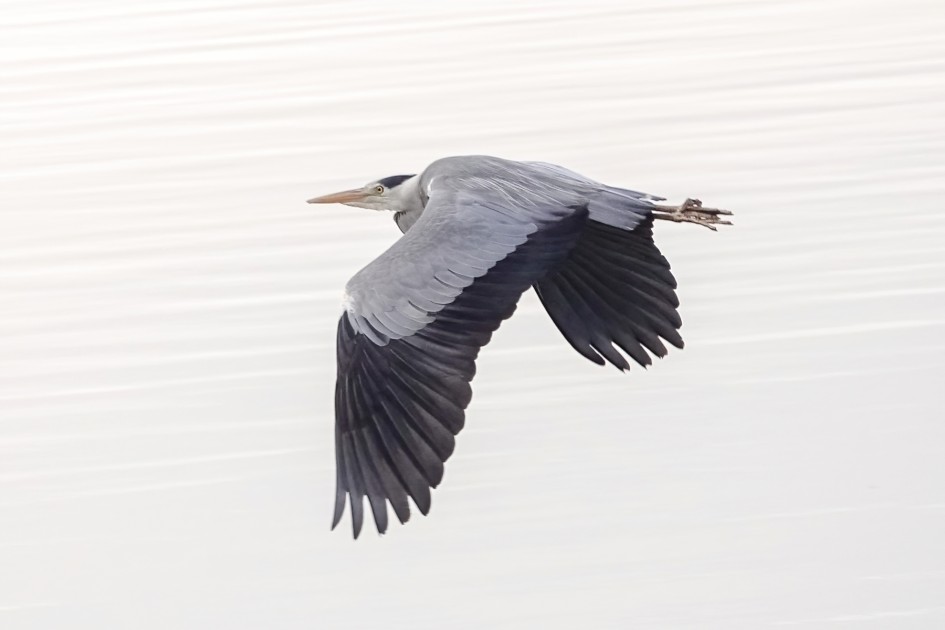 Grey Heron , 1/500 sec, f/5.6, ISO 1000, 220 mm