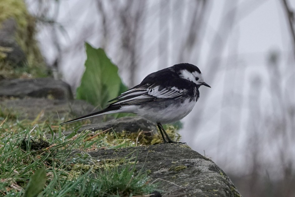 Pied Wagtail, 1/500 sec, f/5.6, ISO 400, 220 mm