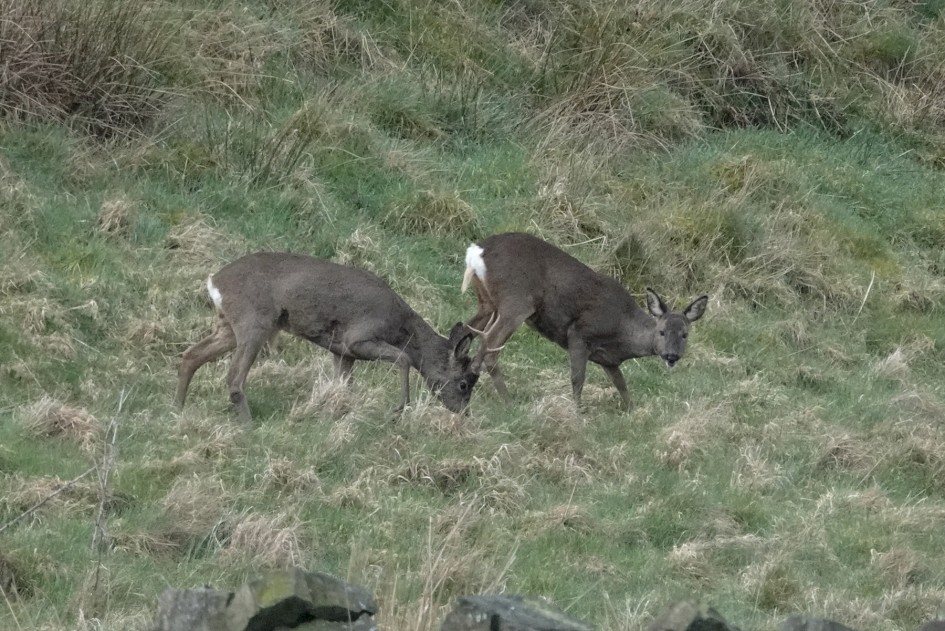 Roe Deer, 1/500 sec, f/9.0, ISO 1600, 219.76 mm