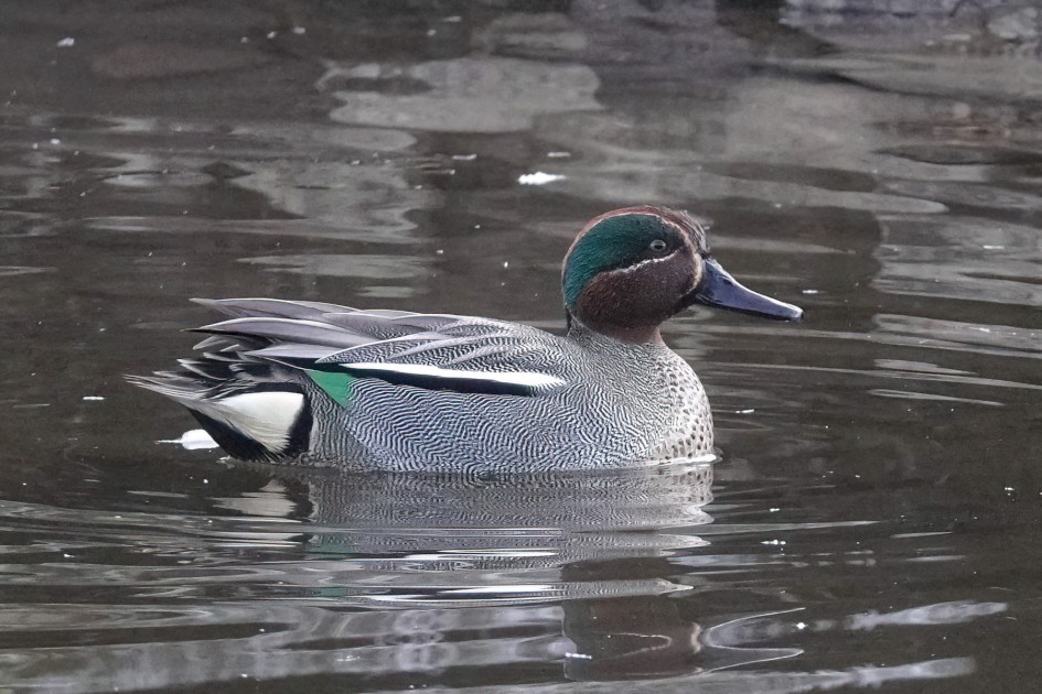 Teal , 1/500 sec, f/5.6, ISO 2000, 220 mm