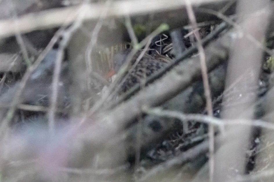 Water Rail, 1/500 sec, f/5.6, ISO 6400, 220 mm