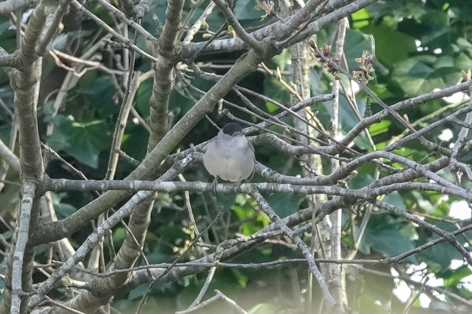 Blackcap, 1/500 sec, f/5.6, ISO 1250, 220 mm