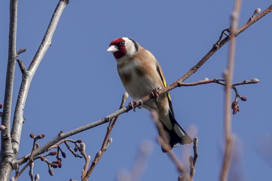Goldfinch, 1/640 sec, f/5.6, ISO 100, 220 mm