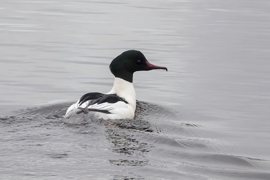 Goosander, 1/500 sec, f/5.6, ISO 400, 220 mm